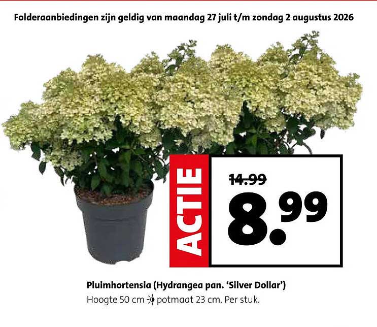 Pluimhortensia (Hydrangea pan. ‘Silver Dollar’)
