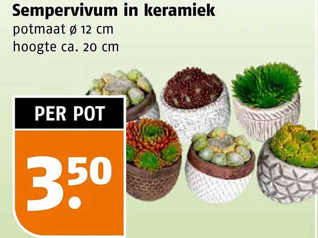 Sempervivum in keramiek