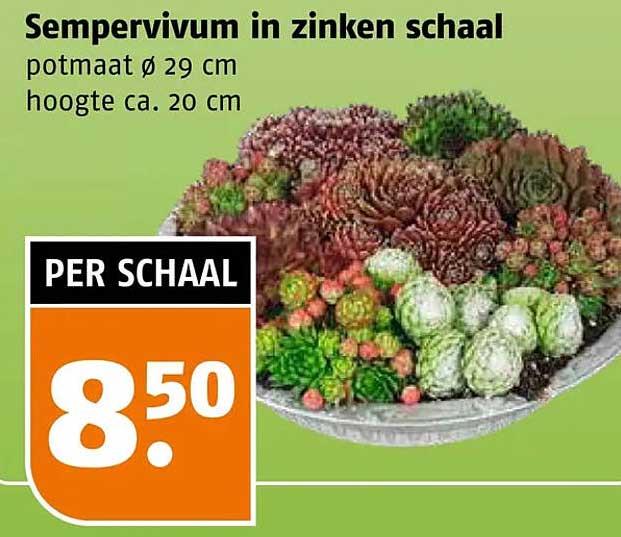 Sempervivum in zinken schaal