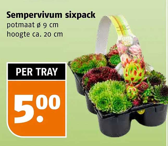 Sempervivum sixpack