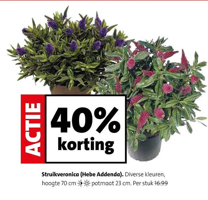 Struikveronica (Hebe Addenda) 40% korting