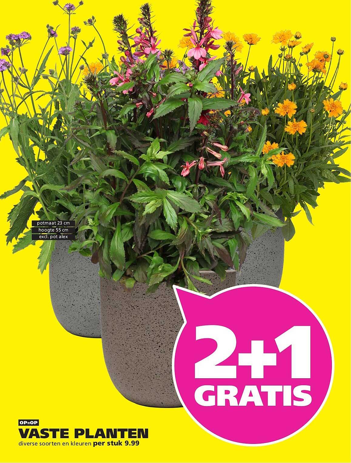 VASTE PLANTEN 2+1 GRATIS