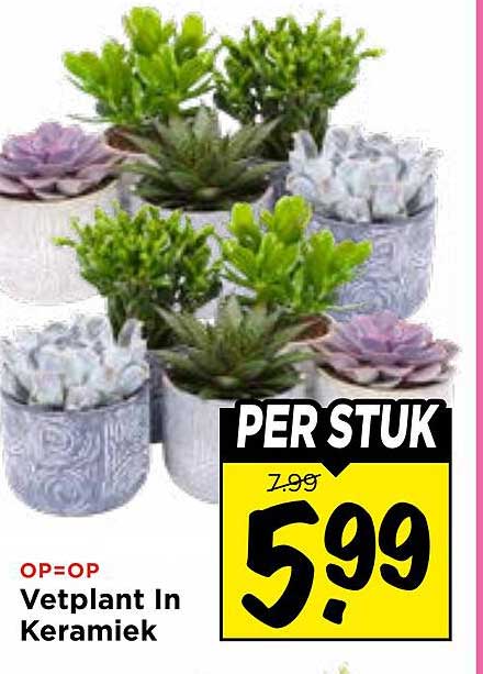 Vetplant In Keramiek