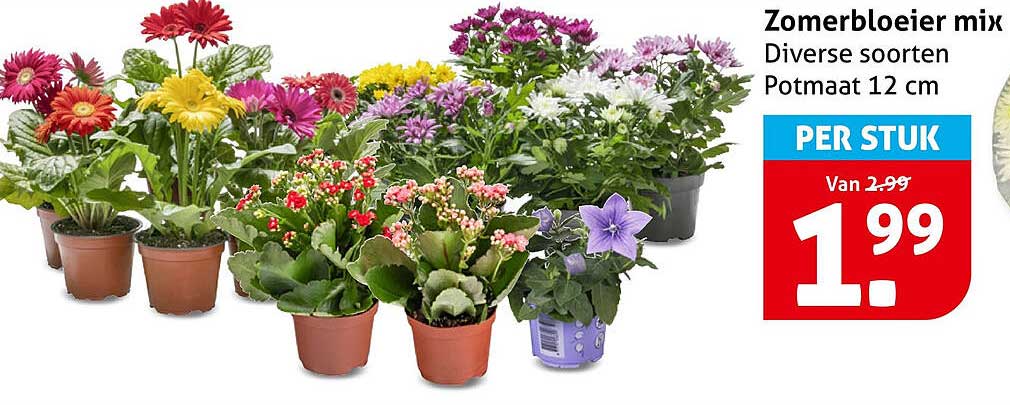 Zomerbloeier mix Diverse soorten Potmaat 12 cm PER STUK