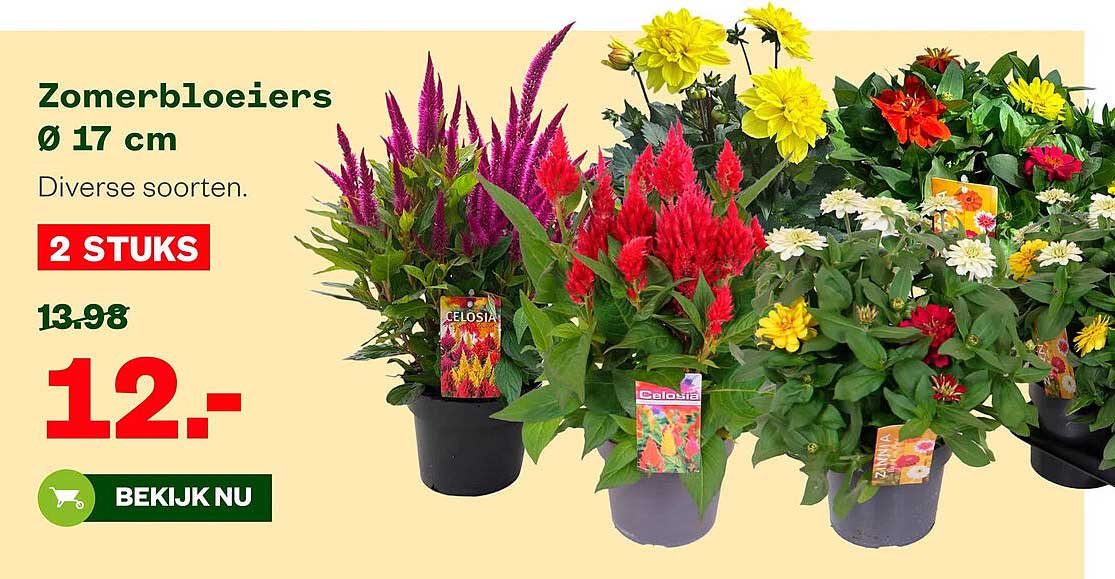Zomerbloeiers Ø 17 cm Diverse soorten. 2 STUKS