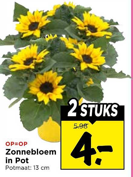 Zonnebloem in Pot Potmaat: 13 cm 2 STUKS