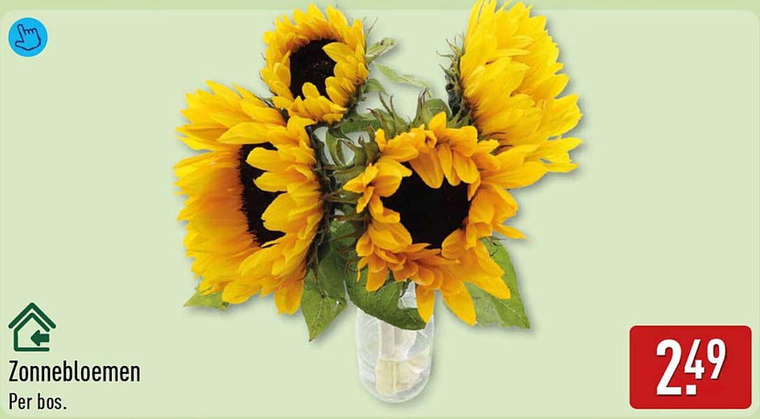 Zonnebloemen