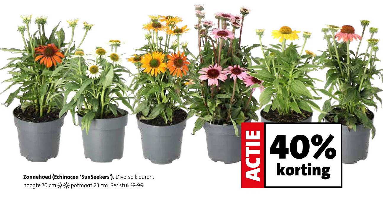 Zonnehoed (Echinacea ‘SunSeekers’), Diverse kleuren, hoogte 70 cm, potmaat 23 cm. Per stuk 12.99 40% korting