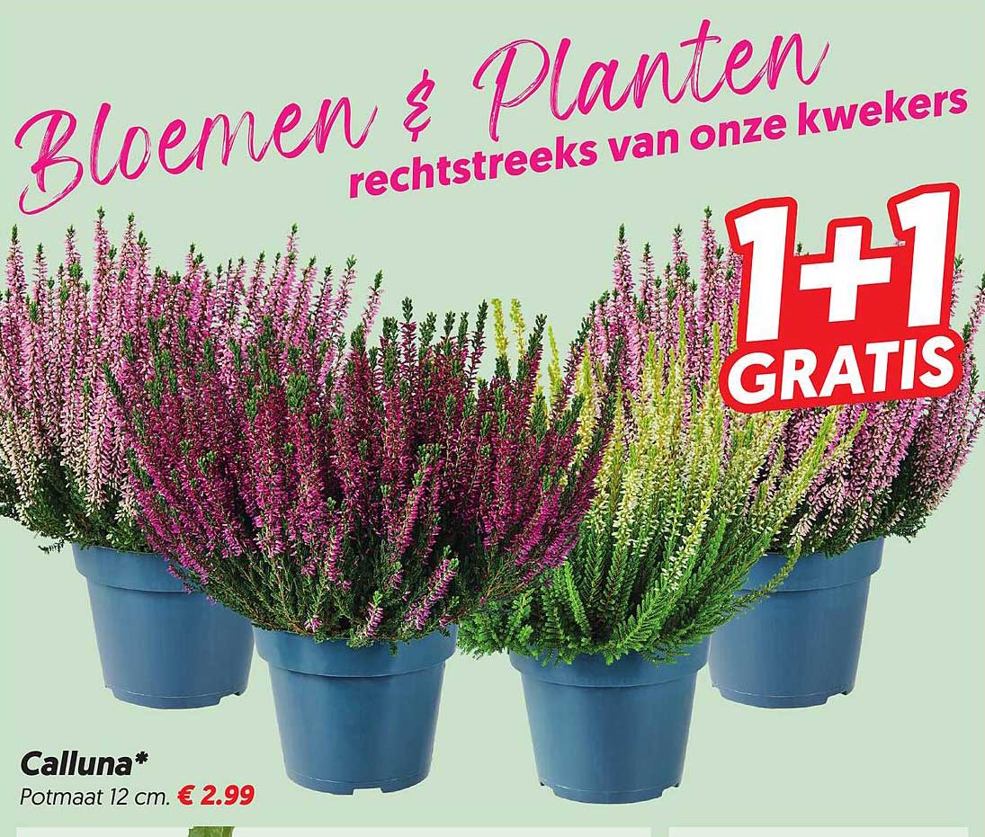 Calluna* 1+1 gratis