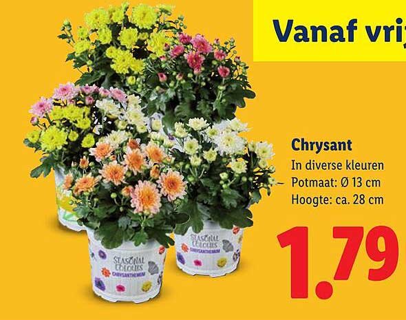 Chrysant In diverse kleuren Potmaat: Ø 13 cm Hoogte: ca. 28 cm
