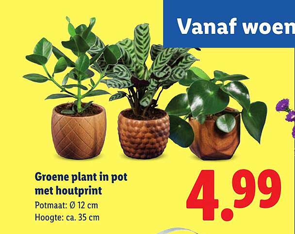 Groene plant in pot met houtprint
