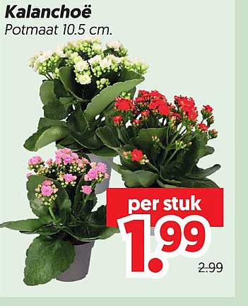 Kalanchoë Potmaat 10.5 cm. per stuk