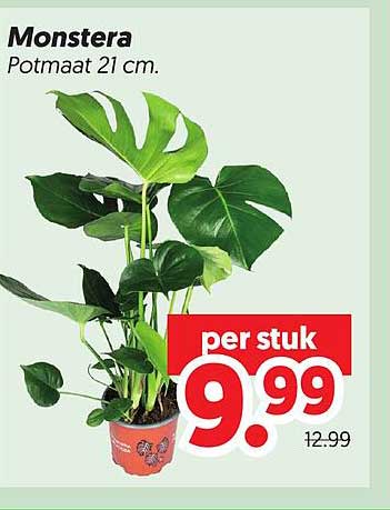 Monstera Potmaat 21 cm.