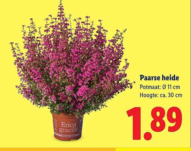 Paarse heide
