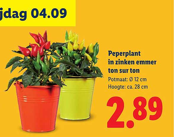 Peperplant in zinken emmer ton sur ton