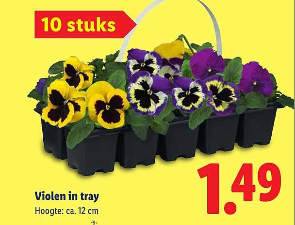 Violen in tray