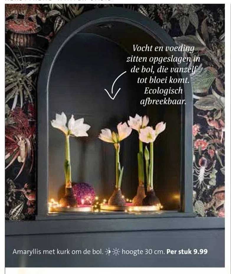 Amaryllis met kurk om de bol. hoogte 30 cm. Per stuk 9.99