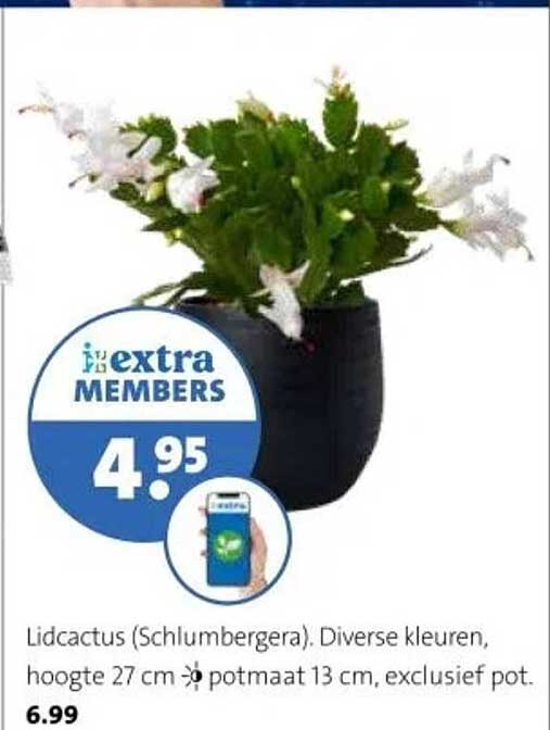 Lidcactus (Schlumbergera). Diverse kleuren, hoogte 27 cm, potmaat 13 cm, exclusief pot.