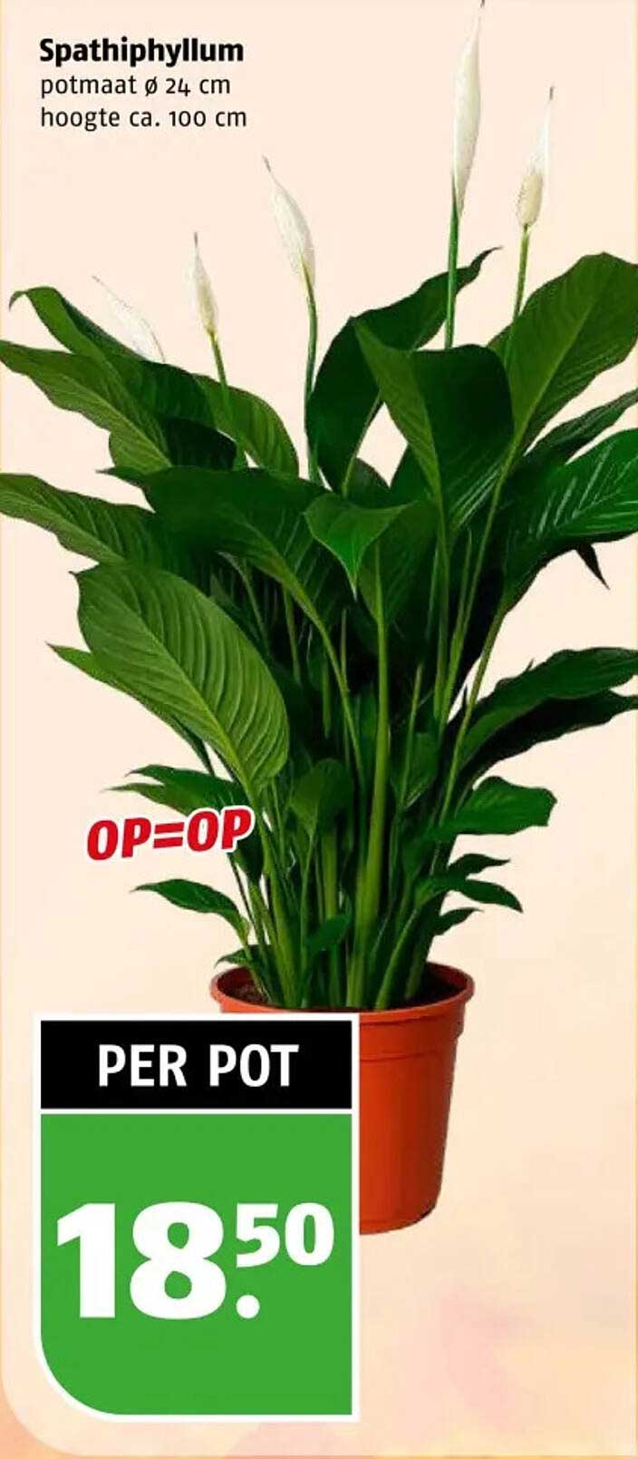 Spathiphyllum potmaat Ø 24 cm hoogte ca. 100 cm