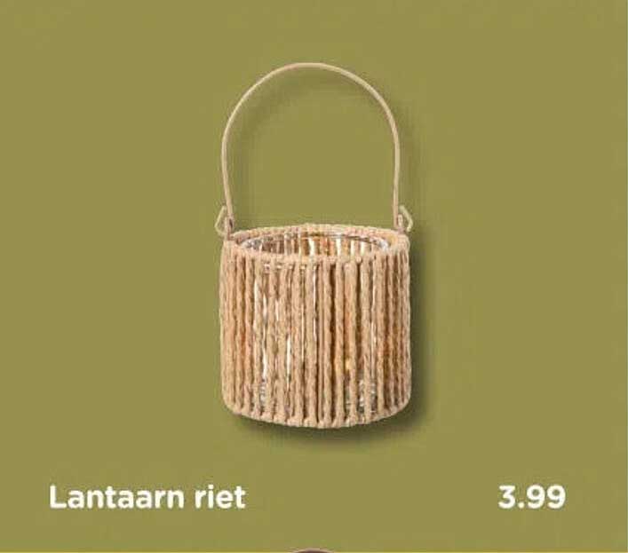 Lantaarn riet