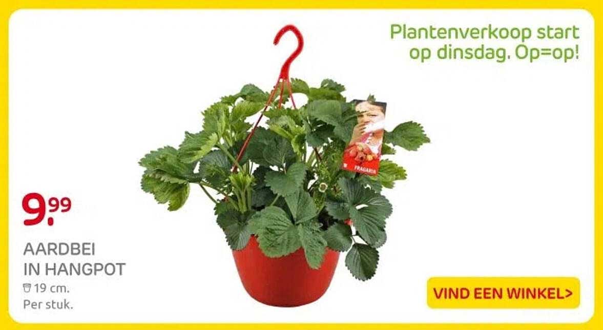 AARDBEI IN HANGPOT
