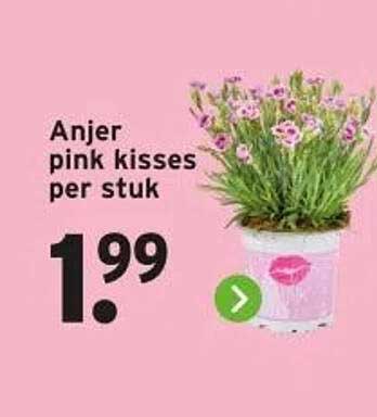 Anjer pink kisses per stuk