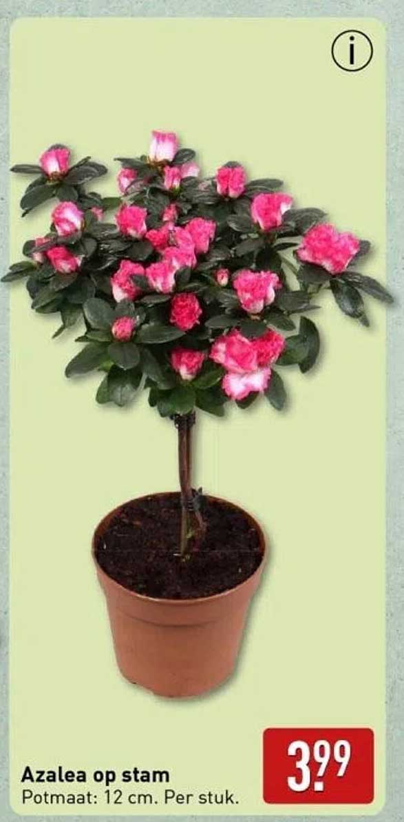 Azalea op stam