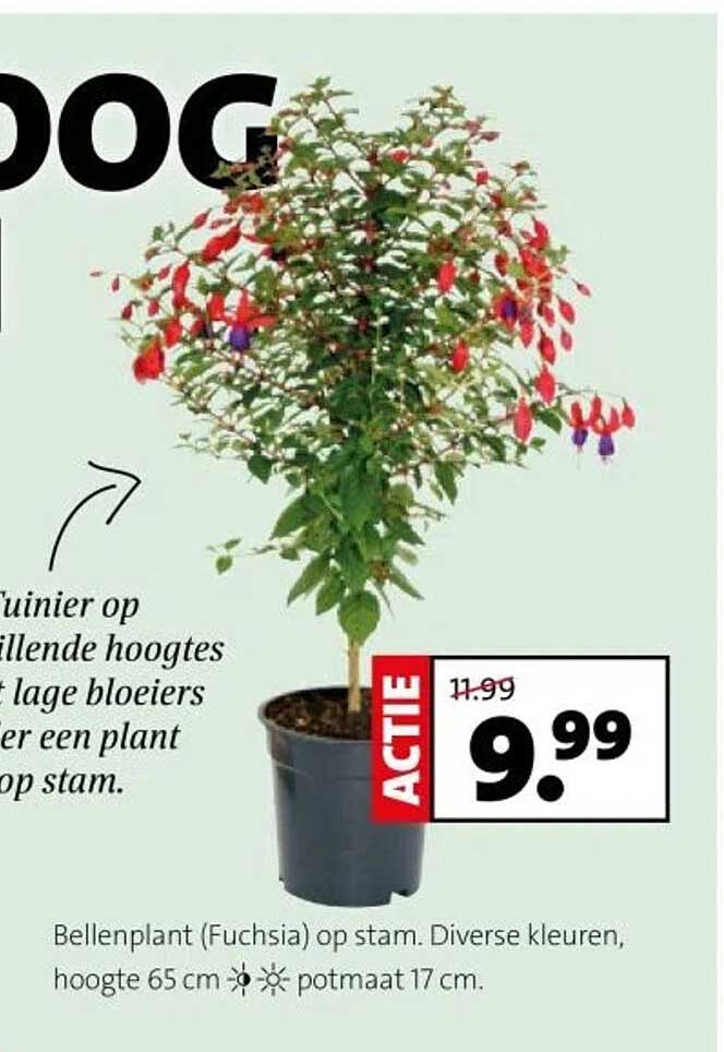 Bellenplant (Fuchsia) op stam