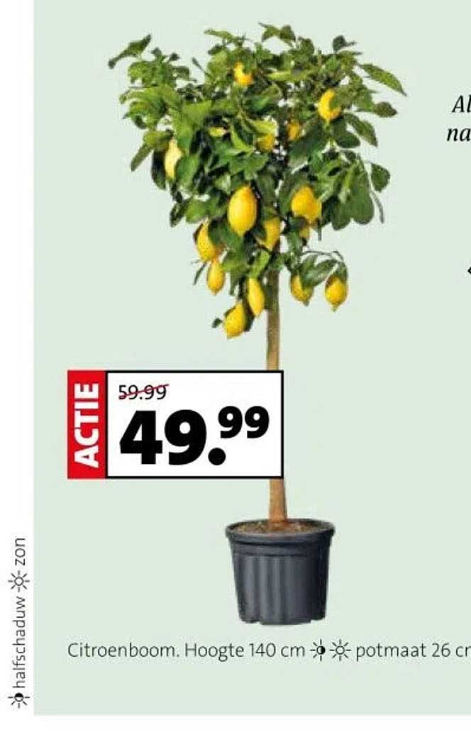Citroenboom. Hoogte 140 cm potmaat 26 cm.