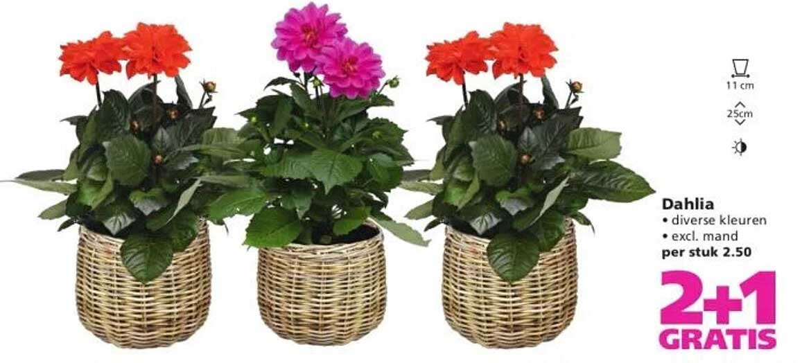 Dahlia • diverse kleuren • excl. mand per stuk 2.50