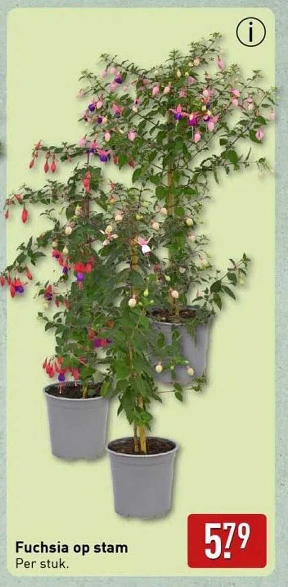 Fuchsia op stam