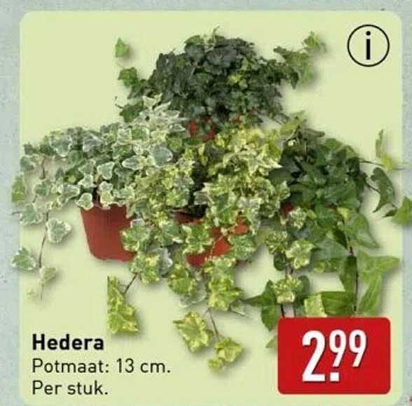 Hedera