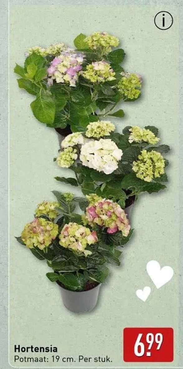 Hortensia