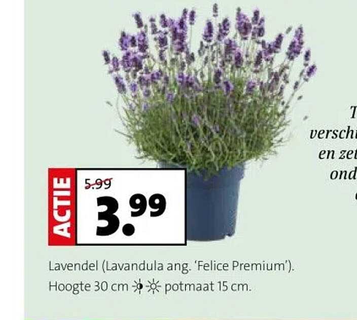 Lavendel (Lavandula ang. 'Felice Premium')