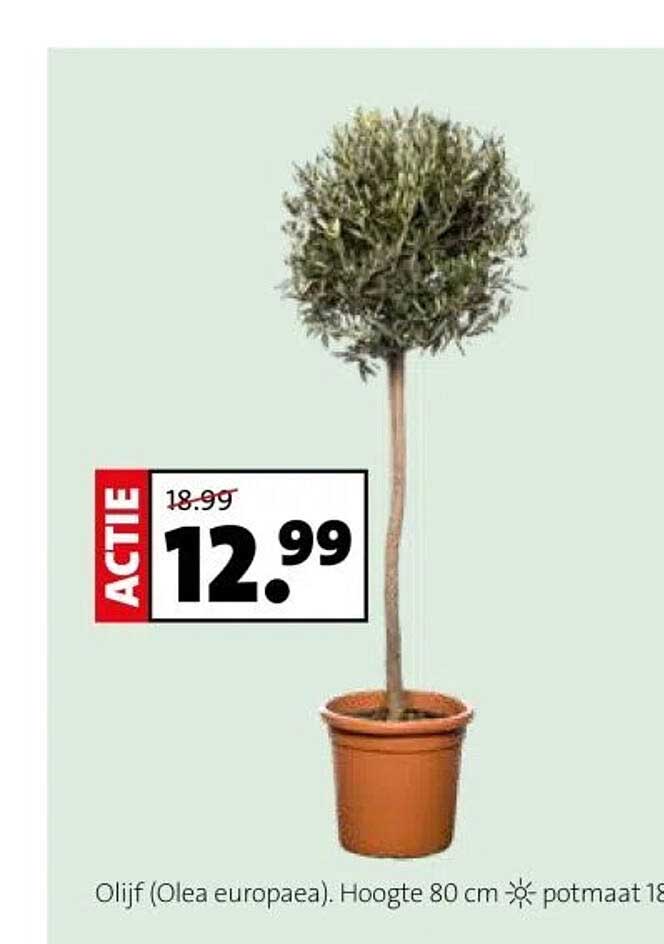 Olijf (Olea europaea). Hoogte 80 cm potmaat 18