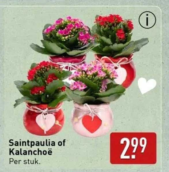 Saintpaulia of Kalanchoë