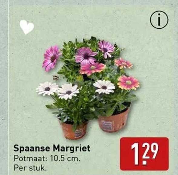 Spaans Margriet