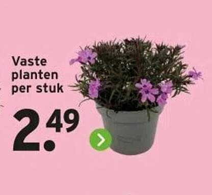 Vaste planten per stuk