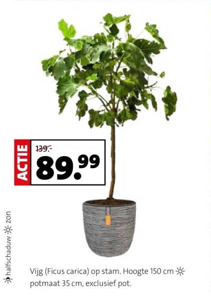 Vijg (Ficus carica) op stam, Hoogte 150 cm