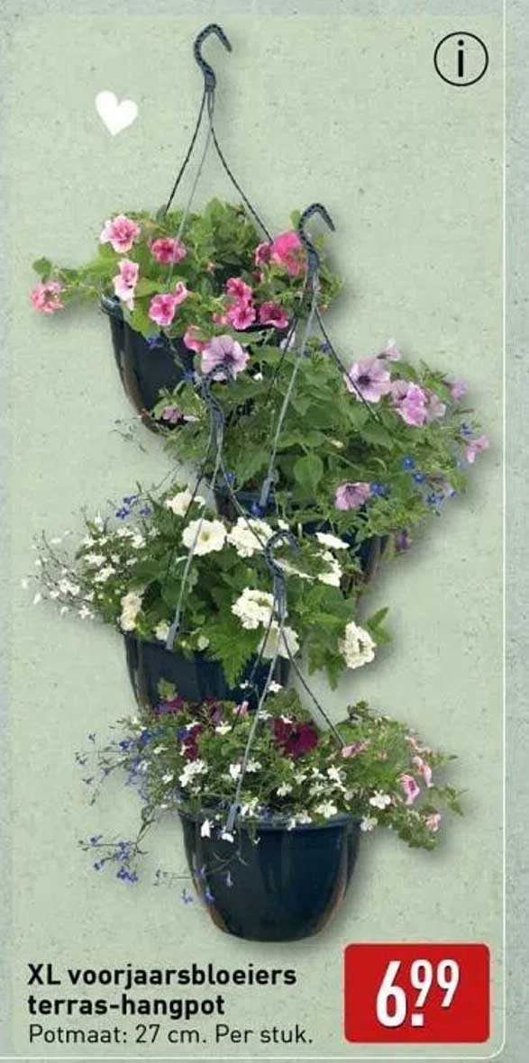 XL voorjaarsbloeiers terras-hangpot
