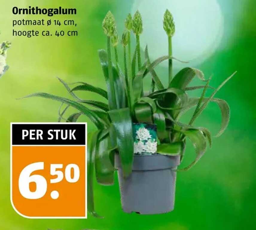 Ornithogalum potmaat Ø 14 cm, hoogte ca. 40 cm