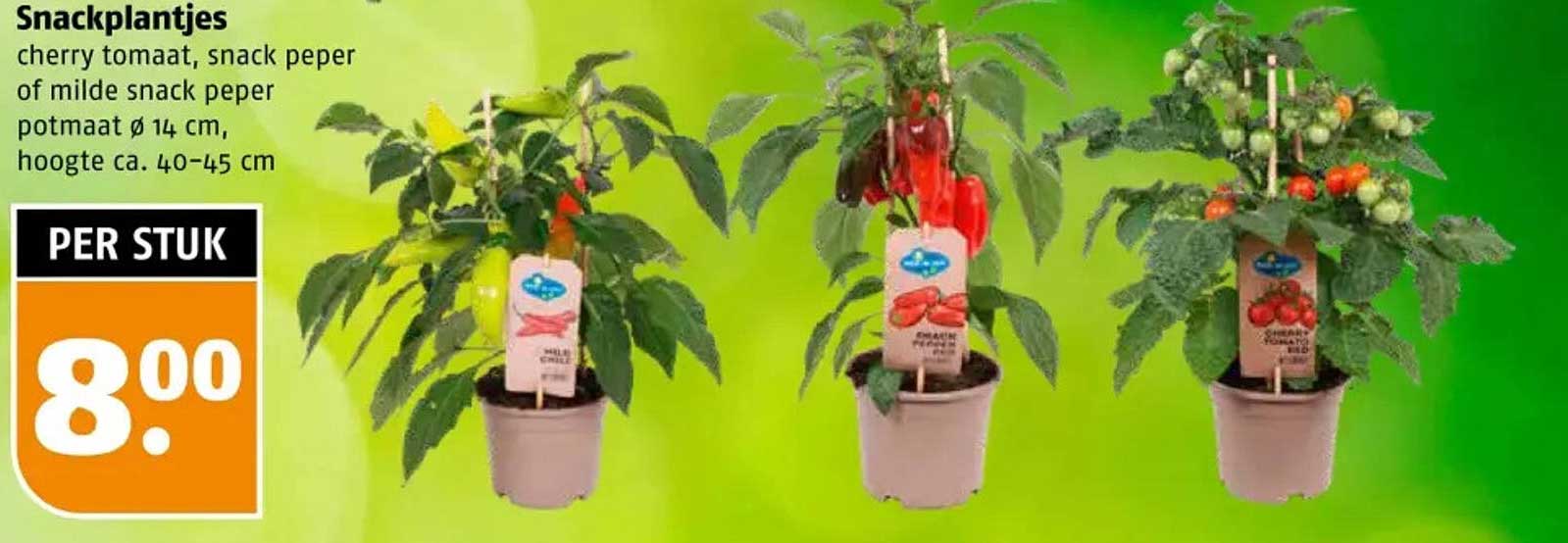 Snackplantjes cherry tomaat, snack peper of milde snack peper