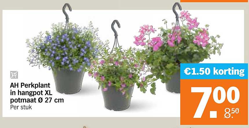 AH Perkplant in hangpot XL potmaat Ø 27 cm