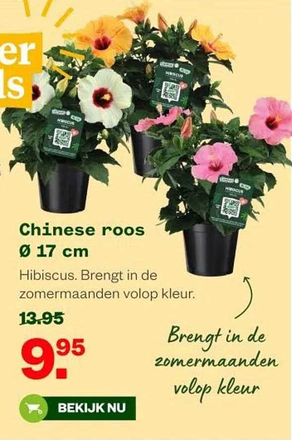 Chinese roos Ø 17 cm