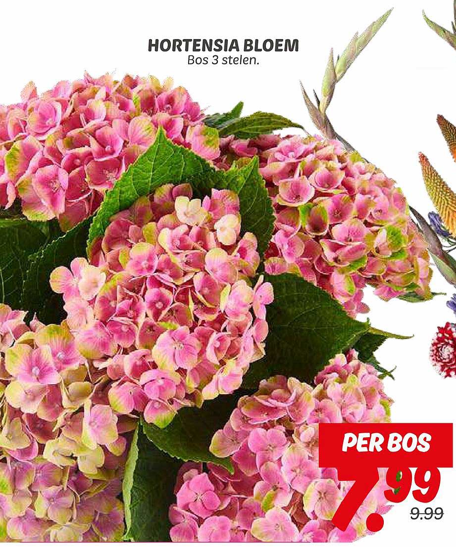 HORTENSIA BLOEM Bos 3 stelen.