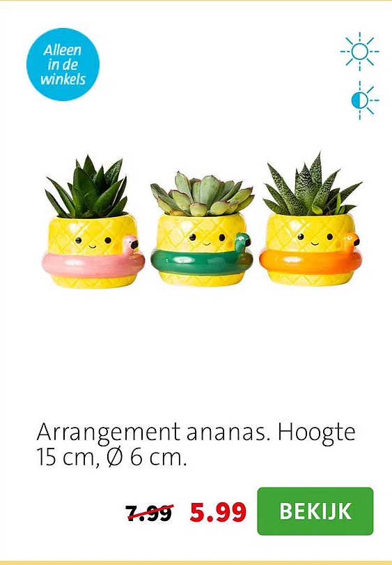 Arrangement ananas. Hoogte 15 cm, Ø 6 cm.