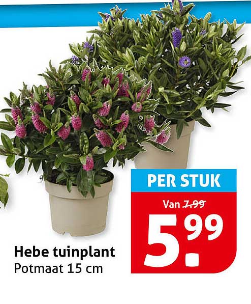 Hebe tuinplant Potmaat 15 cm