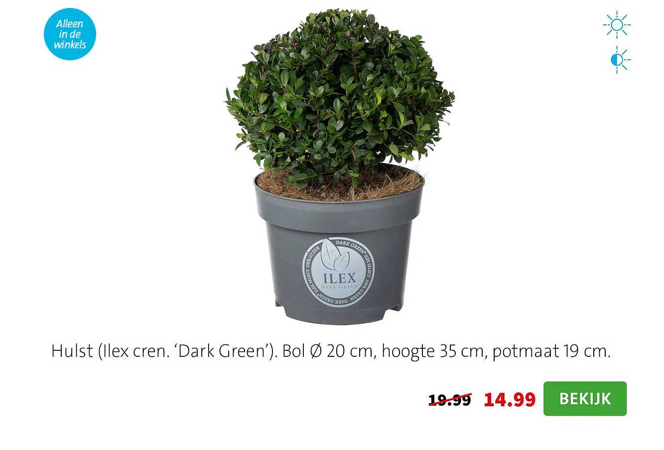 Hulst (Ilex cren. ‘Dark Green’). Bol Ø 20 cm, hoogte 35 cm, potmaat 19 cm.