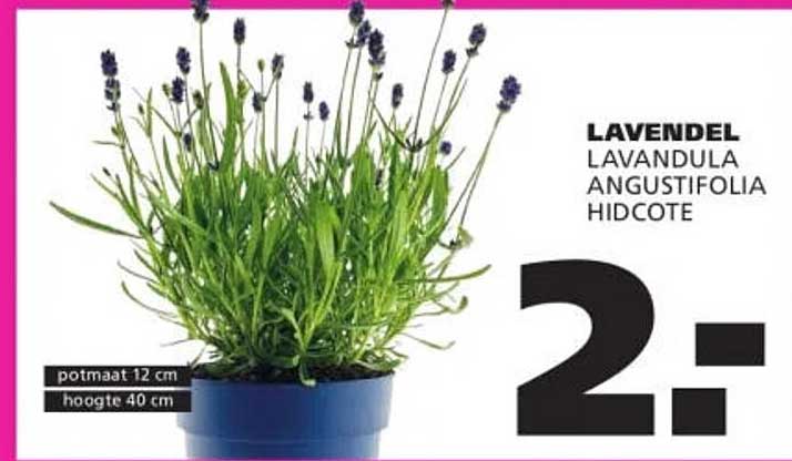 LAVENDEL LAVANDULA ANGUSTIFOLIA HIDCOTE