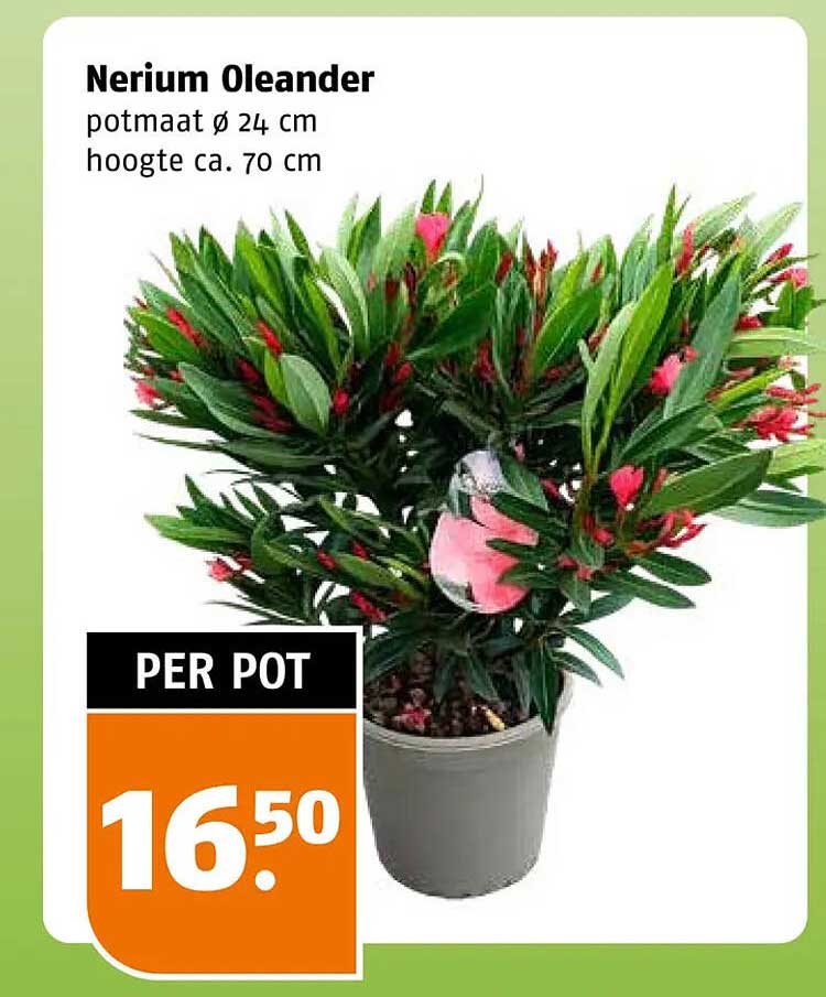 Nerium Oleander